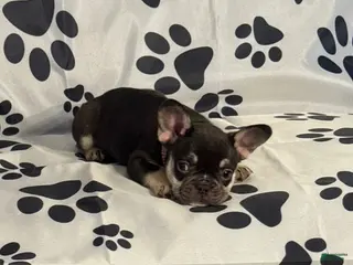 French Bulldog dogs for sale: Squeak - Ad 1
