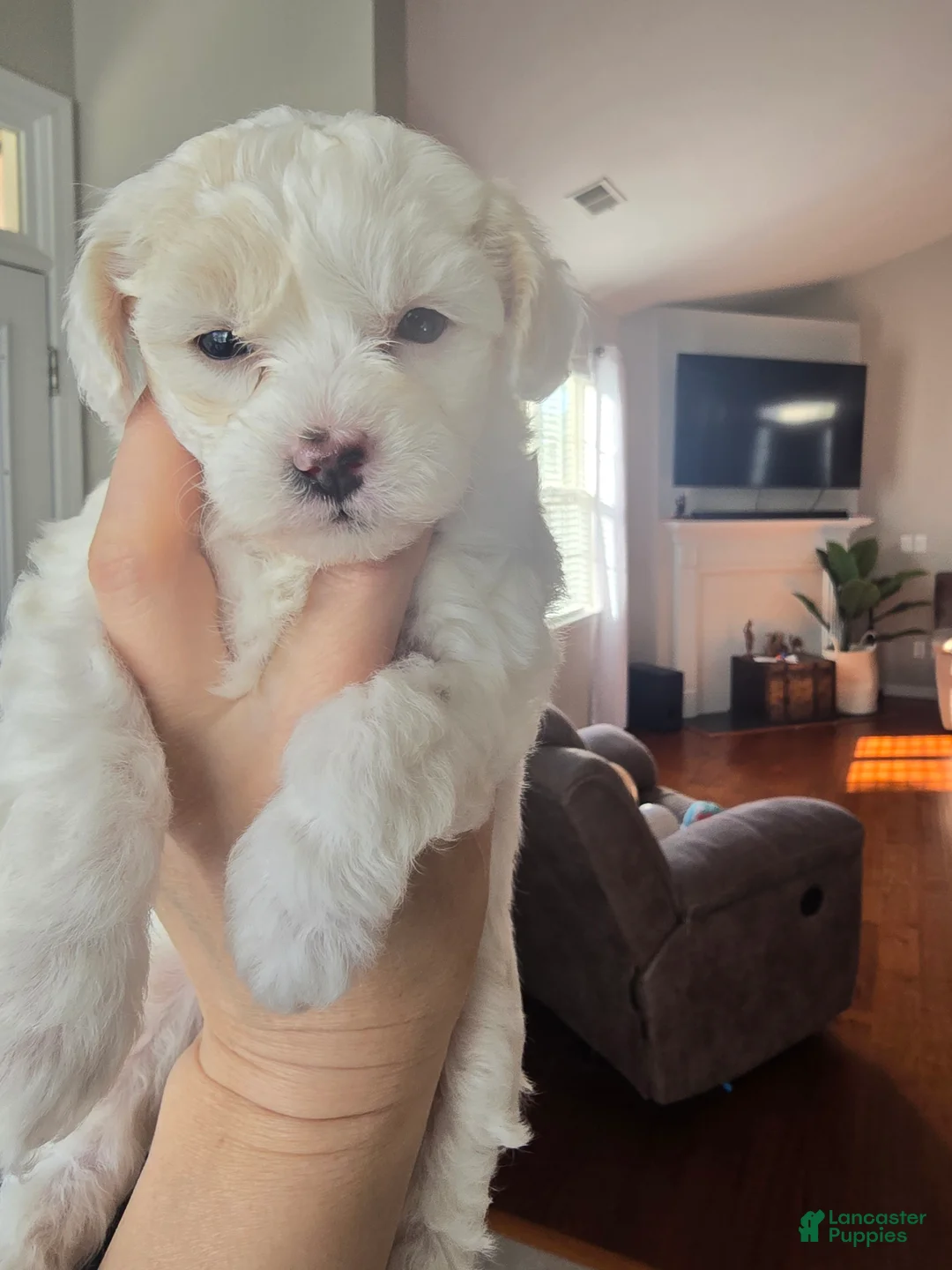 Maltipoo dogs for sale: Maltipoo Puppy 3 - Ad 2