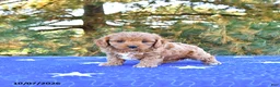 Cavapoo dogs for sale: Stella - Ad 2