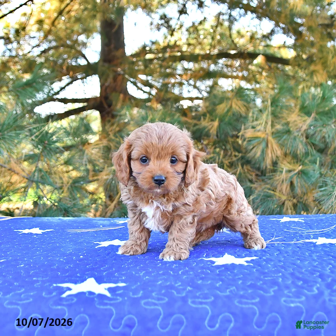 Cavapoo dogs for sale: Stella - Ad 2