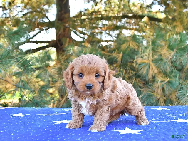 Cavapoo dogs for sale: Stella - Ad 2