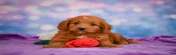 Mini Goldendoodle dogs for sale: ROXANNE - Ad 9