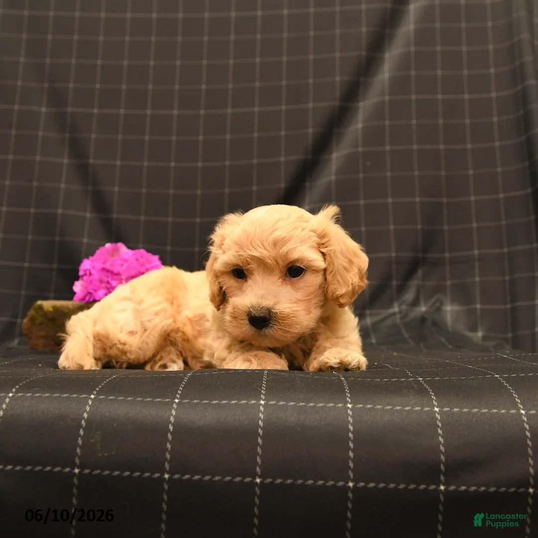 Maltipoo dogs for sale: Sawyer - Ad 2