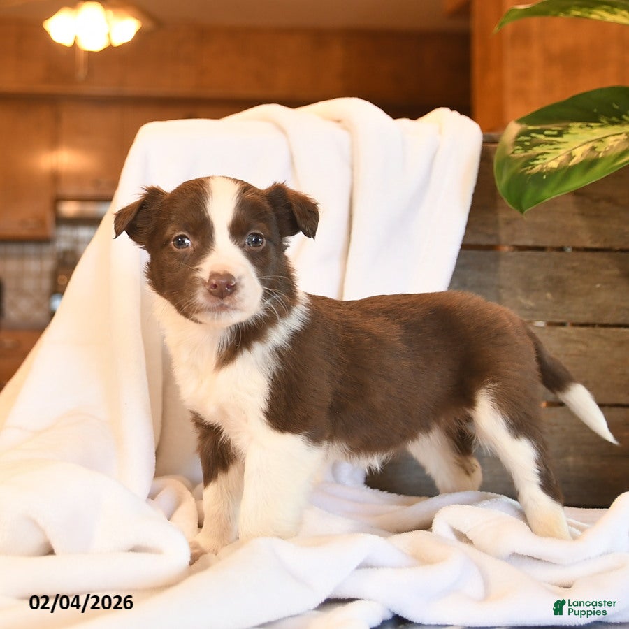 Mixed Breed dogs Nova  - Ad 2