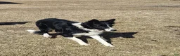 Border Collie dogs for sale: Ally - Ad 14