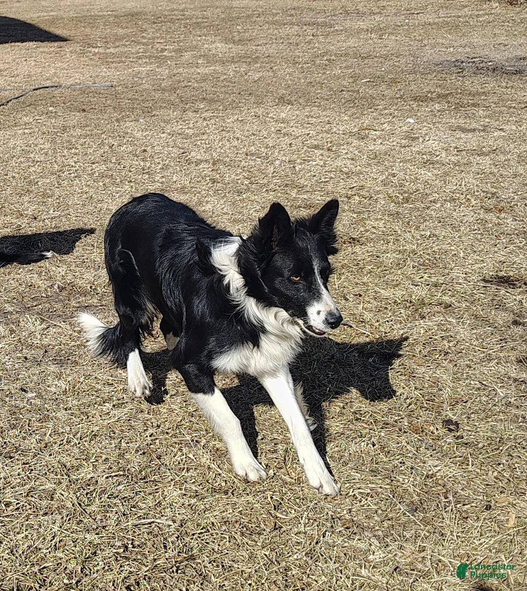 Border Collie dogs for sale: Ally - Ad 14