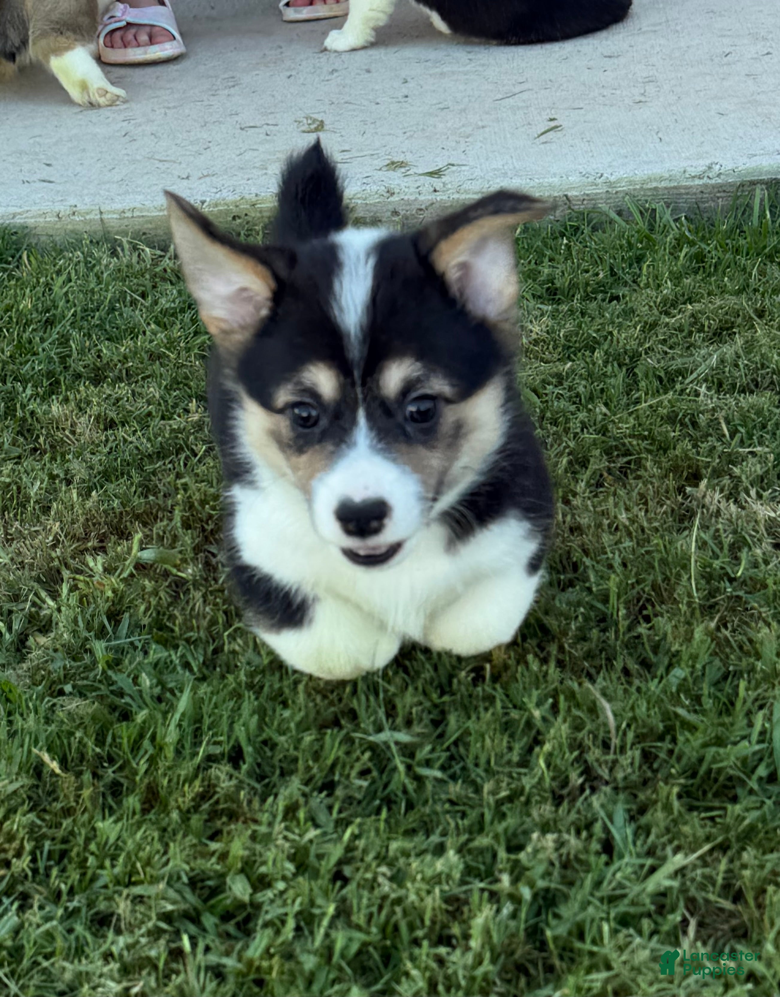 Welsh Corgi Pembroke dogs Zoey - Ad 2