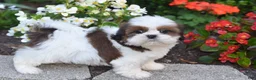 Shih Tzu dogs for sale: Becky - Ad 5