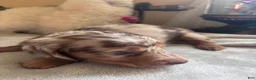 Dachshund dogs for sale: Gordon-Long Hair - Ad 6