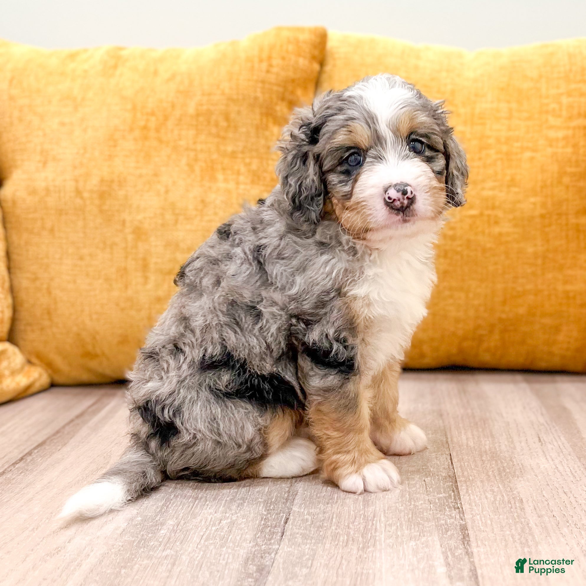 Mini Bernedoodle dogs Reggie - Ad 1
