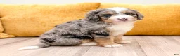 Mini Bernedoodle dogs for sale: Reggie - Ad 1