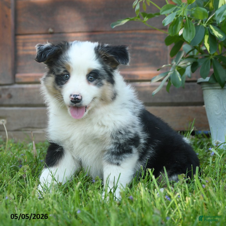 Australian Shepherd dogs Charlotte - Ad 2