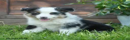 Australian Shepherd dogs for sale: Charlotte - Ad 2