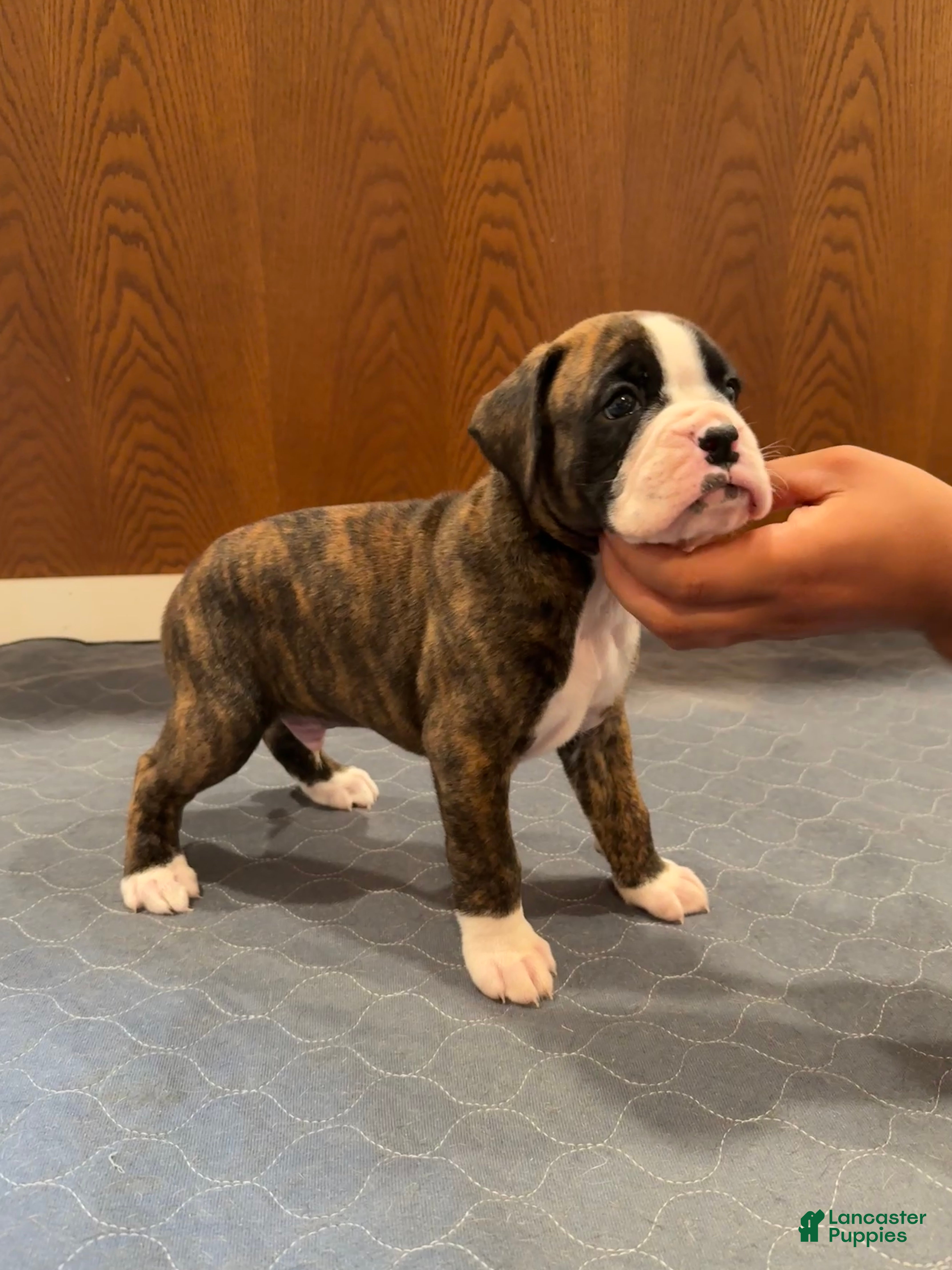 Boxer dogs Dior - Ad 2