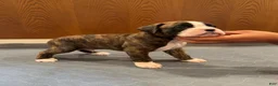Boxer dogs for sale: Dior - Ad 2