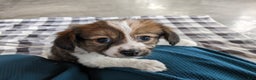 Papillon dogs for sale: Chase - Ad 1