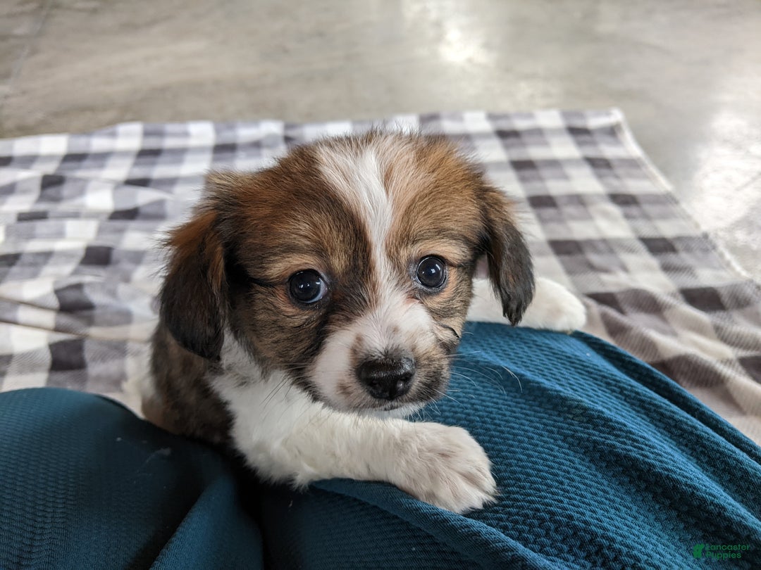 Papillon dogs for sale: Chase - Ad 1