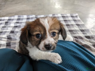 Papillon dogs Chase - Ad 25