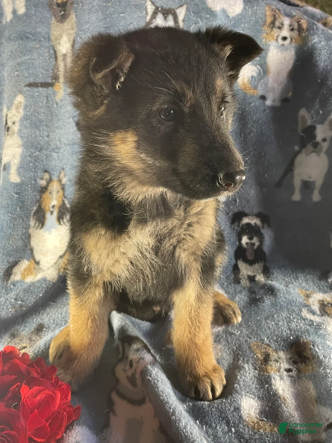 German Shepherd dogs for sale: Bear - Ad 3