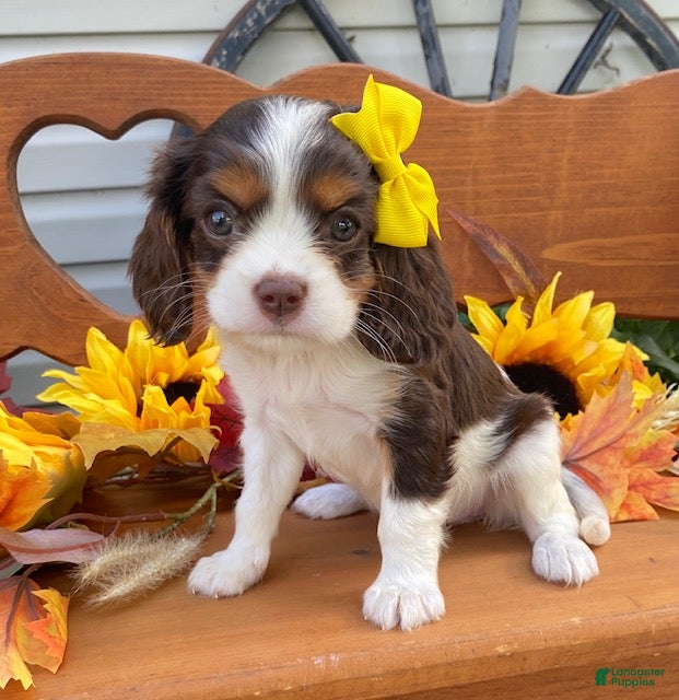 Cavalier King Charles Spaniel dogs Harper- Chocolate tri - Ad 2