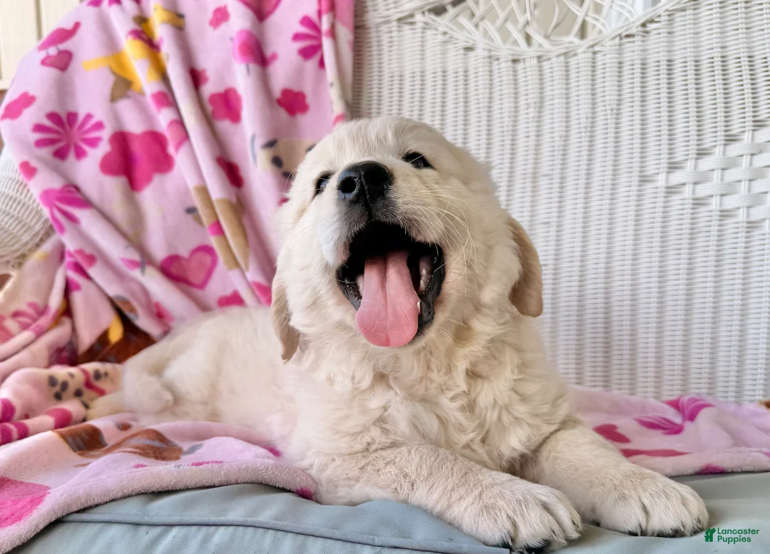 Golden Retriever dogs for sale: Scout - Ad 2