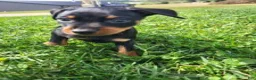 Miniature Pinscher dogs for sale: Male 1 - Ad 5
