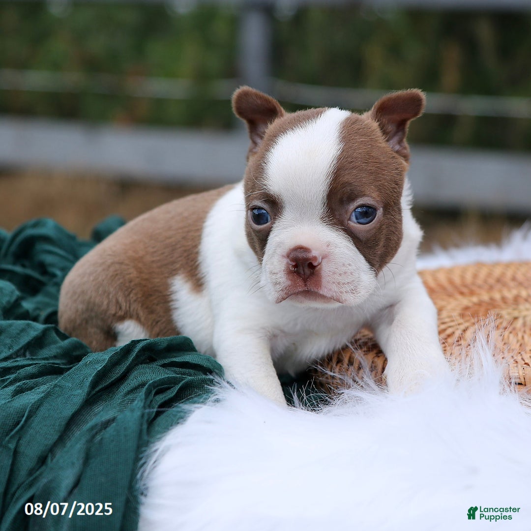 Blue Eyes Solid White Boston Terrier Mack For Sale In Arthur