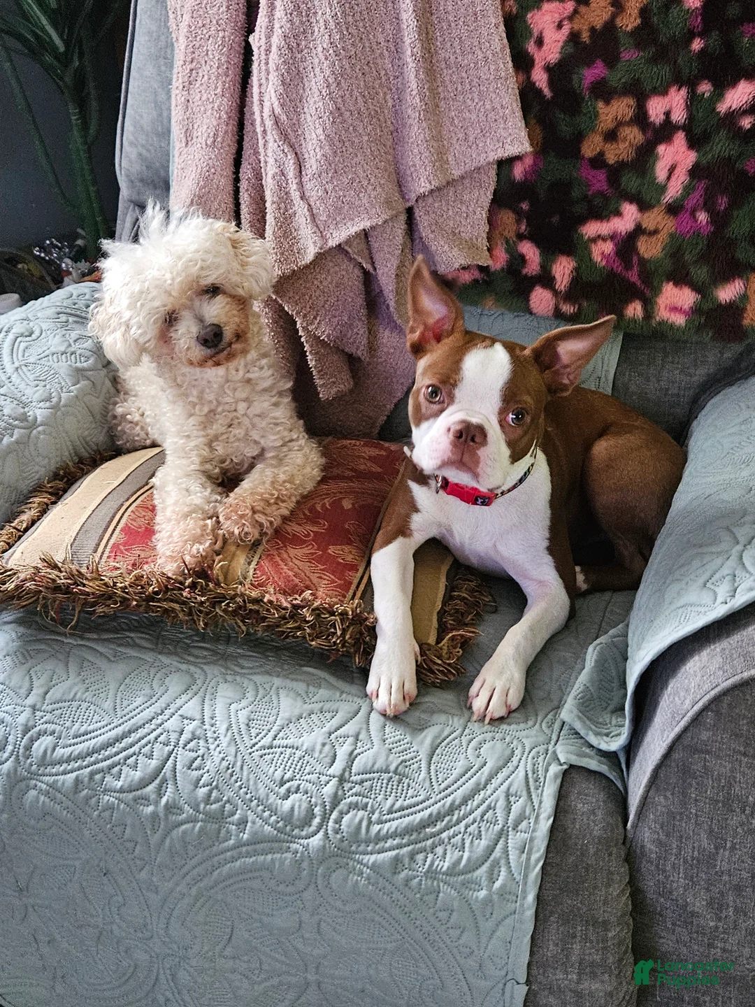 Boston Terrier dogs for sale: Boston Terrier Puppy 1 - Ad 4