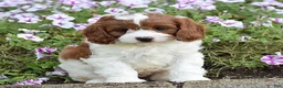 Cavapoo dogs for sale: Diego - Ad 10