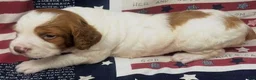 Brittany Spaniel dogs for sale: Hawkete Holly Girl 1 - Ad 17