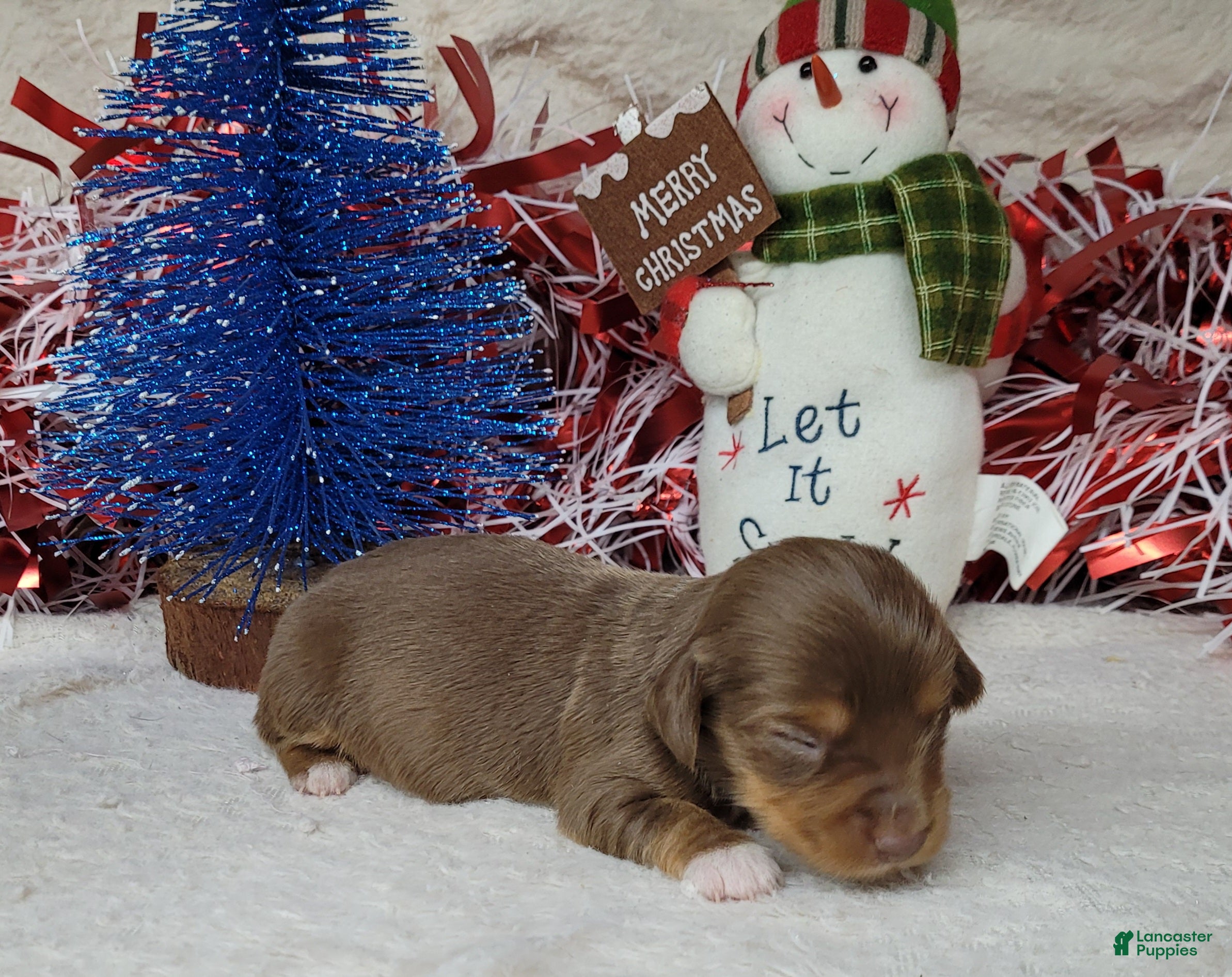 Miniature Dachshund dogs AKC Fang - Ad 6