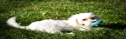 Maltese dogs for sale: Mason 🦴 - Ad 4