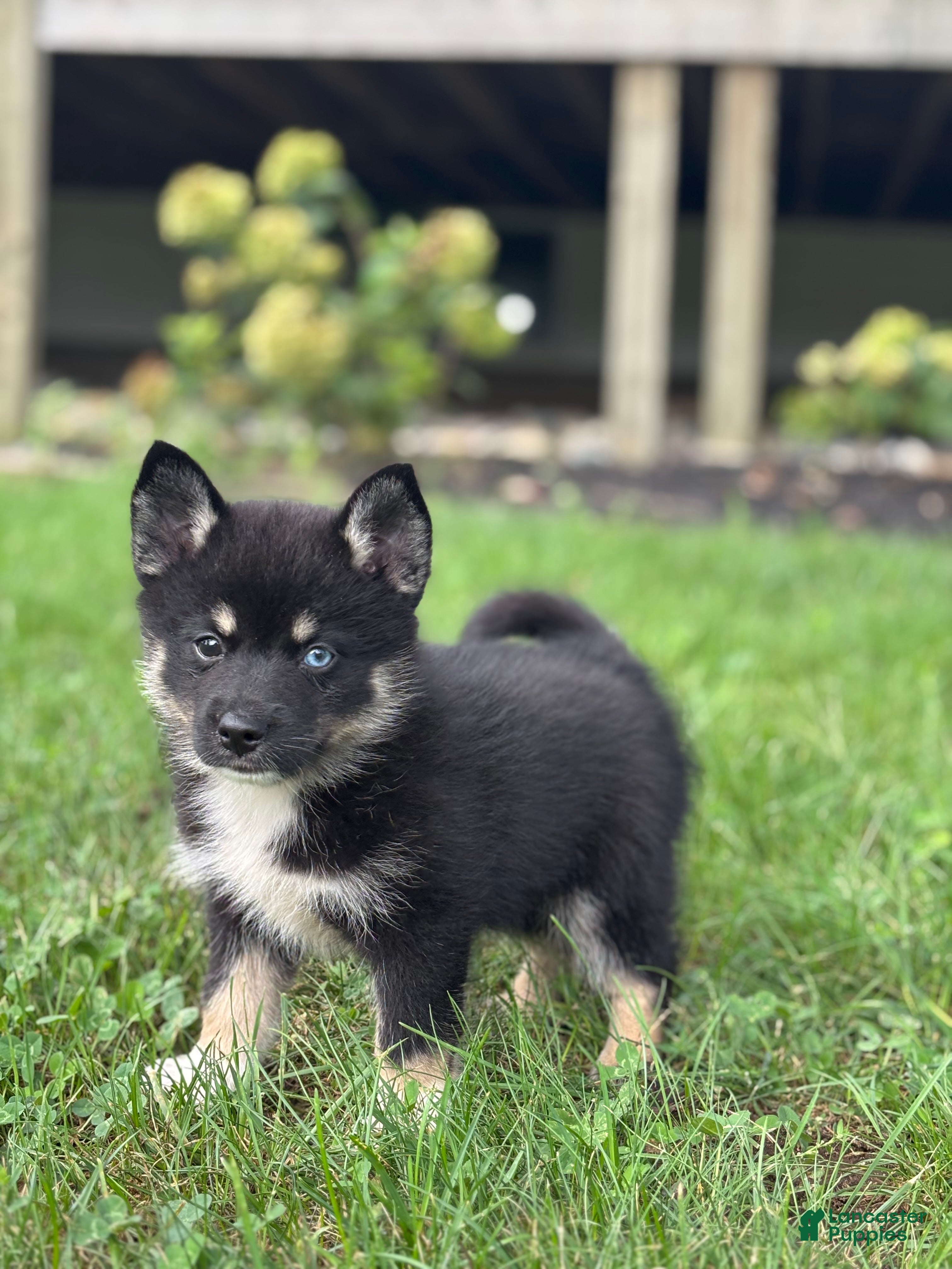 Pomsky dogs Ezra - Ad 2