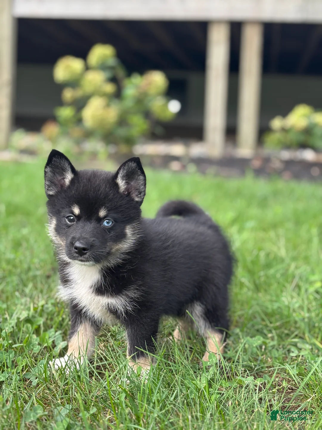 Pomsky dogs for sale: Ezra - Ad 2