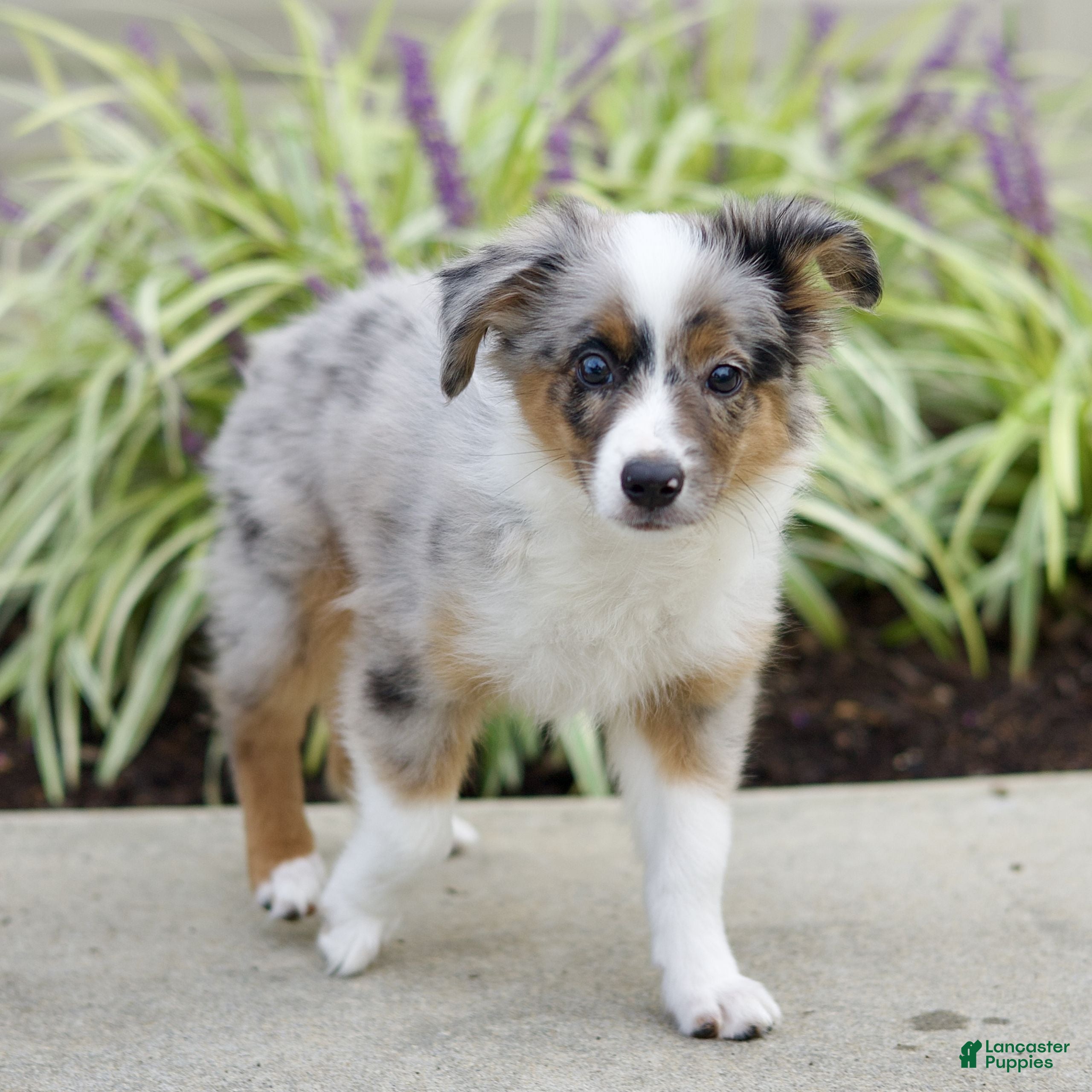 Miniature Australian Shepherd dogs Tristen  - Ad 2
