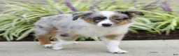 Miniature Australian Shepherd dogs for sale: Tristen  - Ad 2