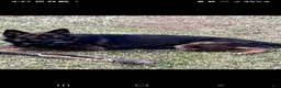 German Shepherd dogs for sale: German Shepherd 1 - Ad 3