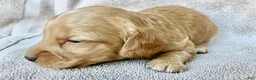 Miniature Dachshund dogs for sale: OTTO BE YOUR TOUCHDOWN TATER TOT - Ad 5
