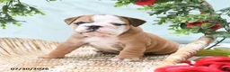English Bulldog dogs for sale: Tessie - Ad 4