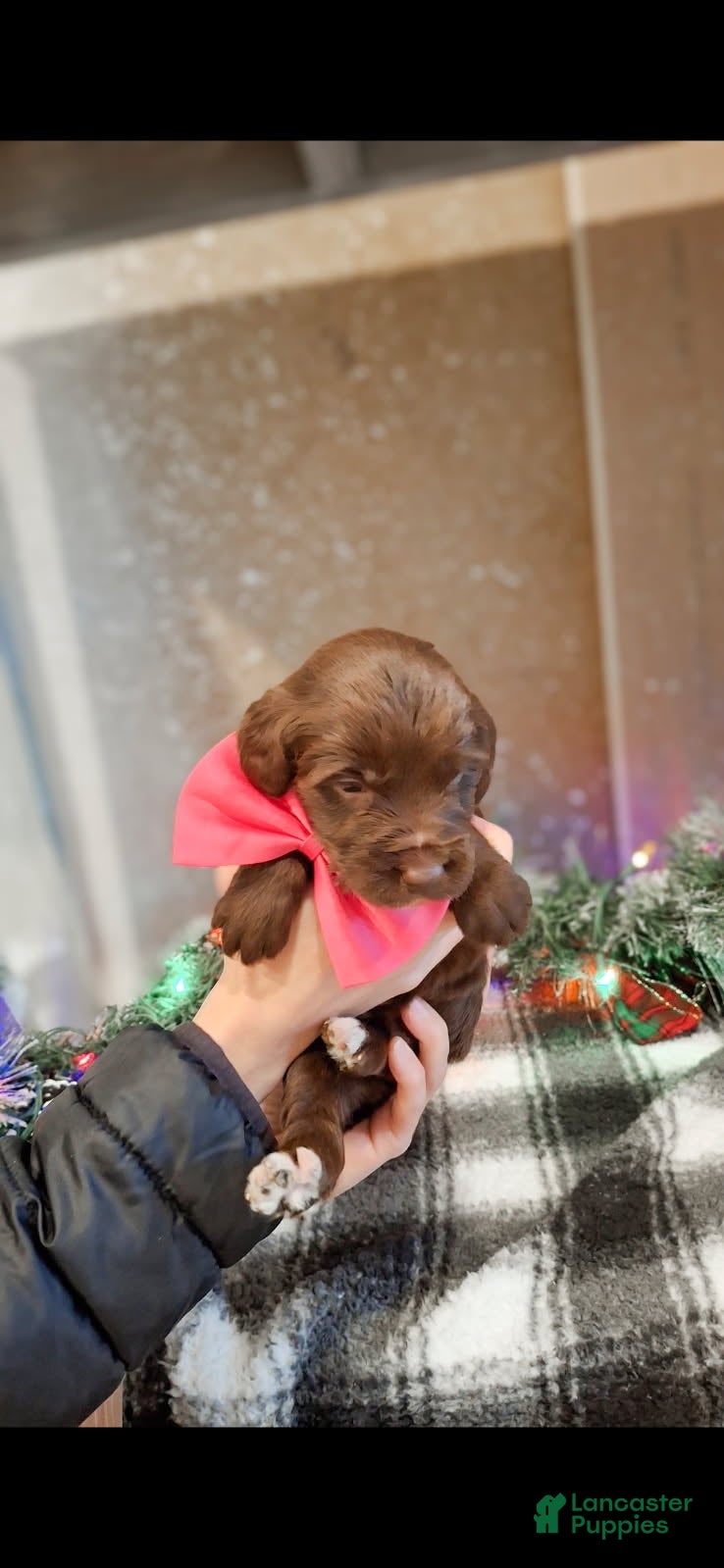 Mixed Breed dogs Cookie - Ad 11