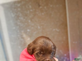 Mixed Breed dogs Cookie - Ad 17