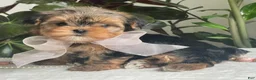 Biewer Terrier dogs for sale: Izzy - Ad 4