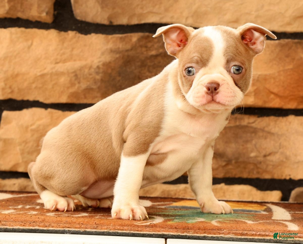 Boston Terrier dogs for sale: Callie - Ad 2