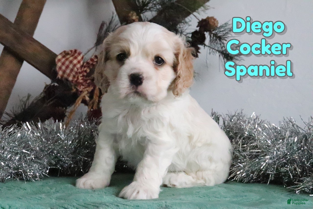 Cocker Spaniel dogs Diego - Ad 16
