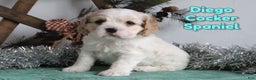 Cocker Spaniel dogs for sale: Diego - Ad 1