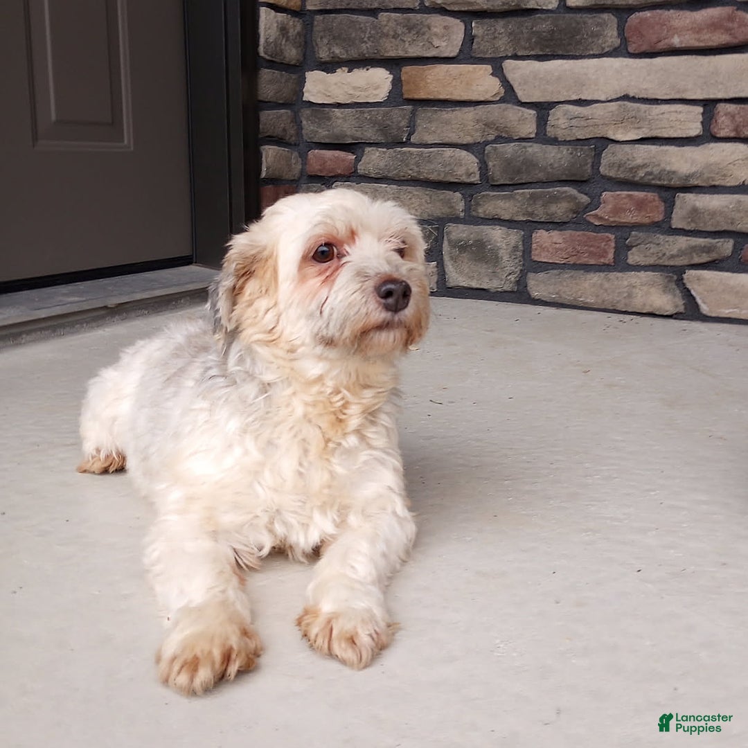 Havanese dogs for sale: Teddy - Ad 4