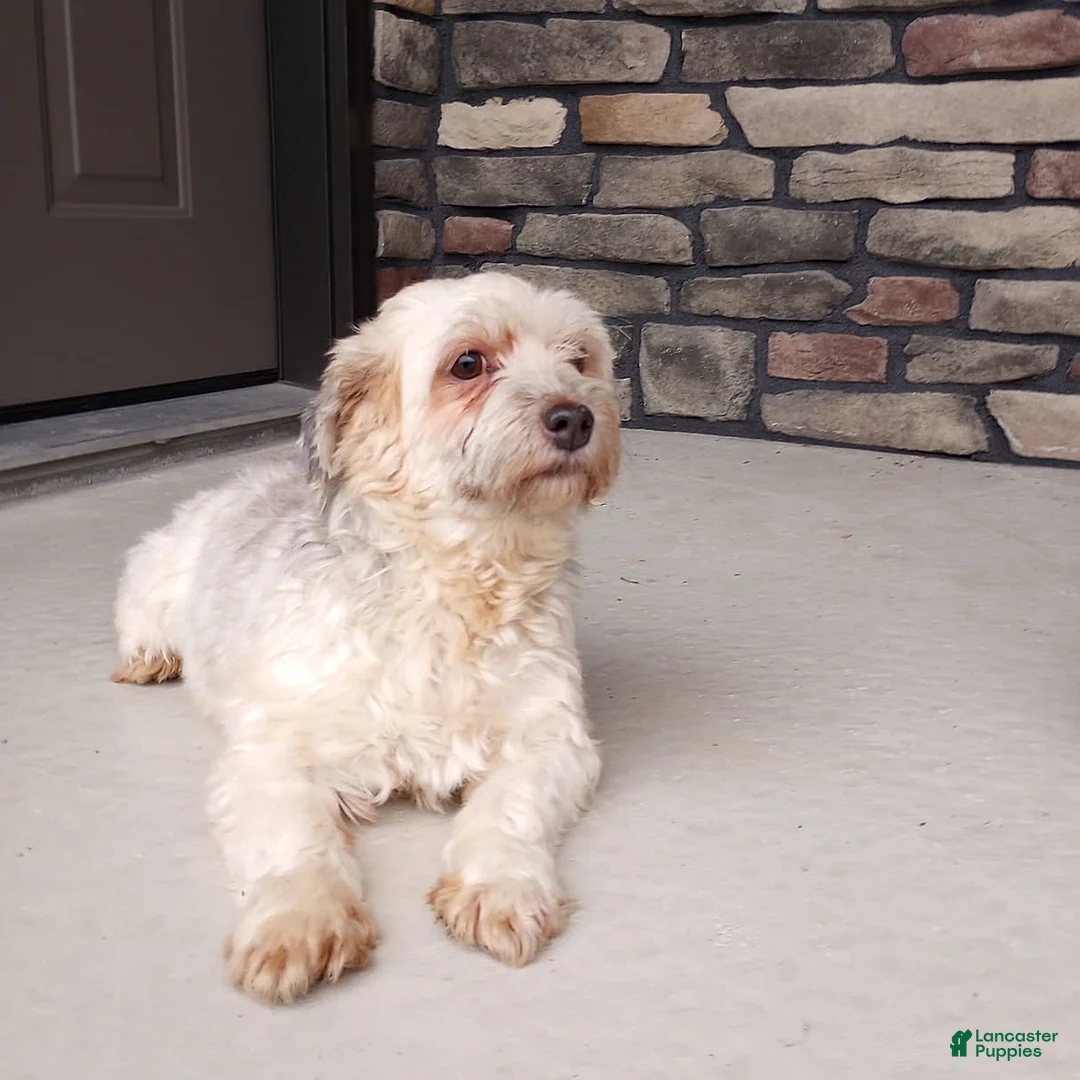 Havanese dogs for sale: Teddy - Ad 4