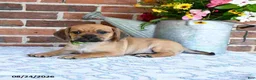 Puggle dogs for sale: Sunnie - Ad 2