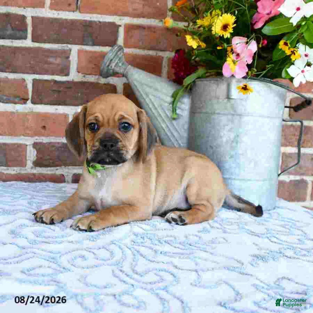 Puggle dogs for sale: Sunnie - Ad 2