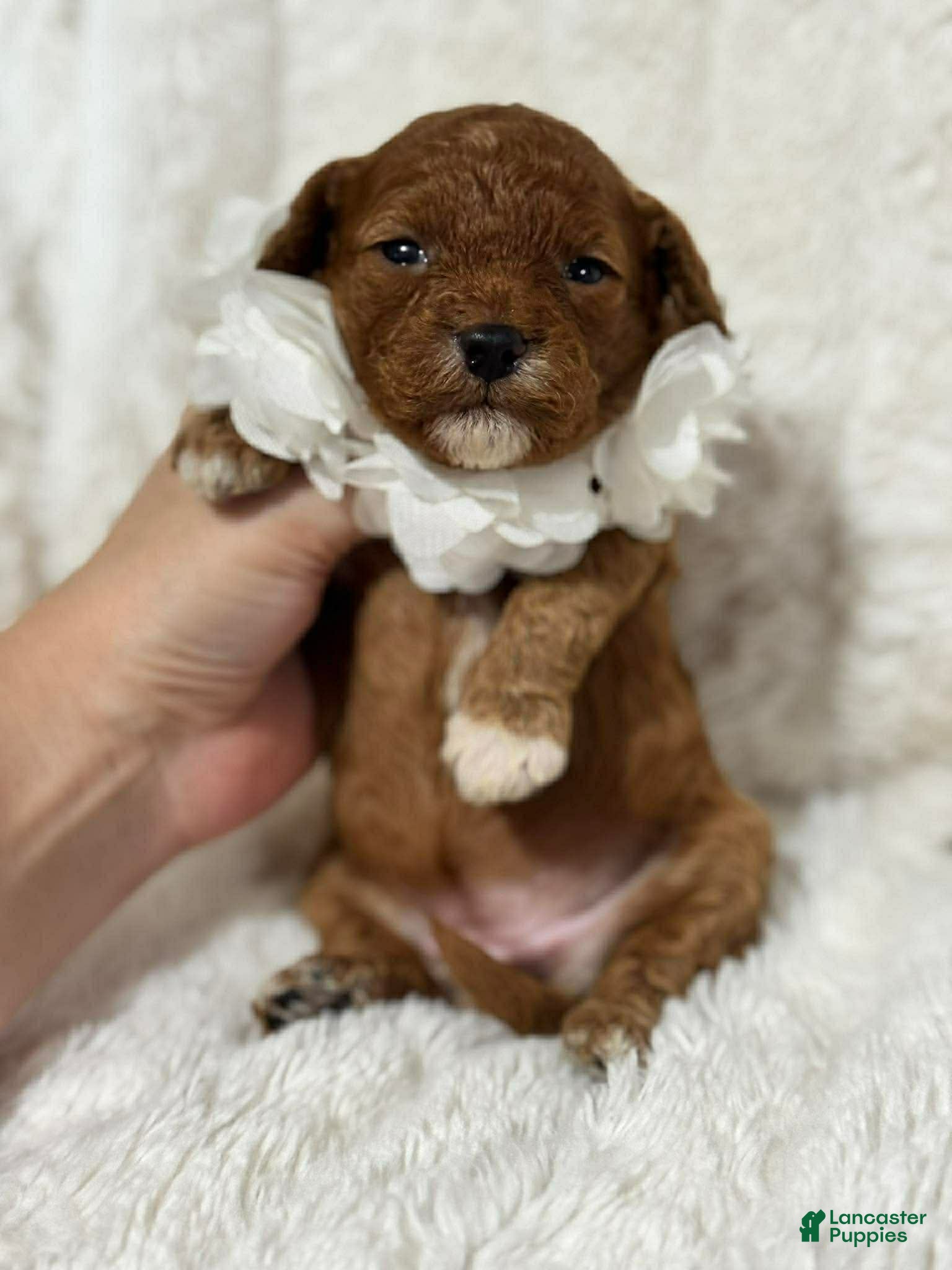 Cavapoo dogs Freya - Ad 34